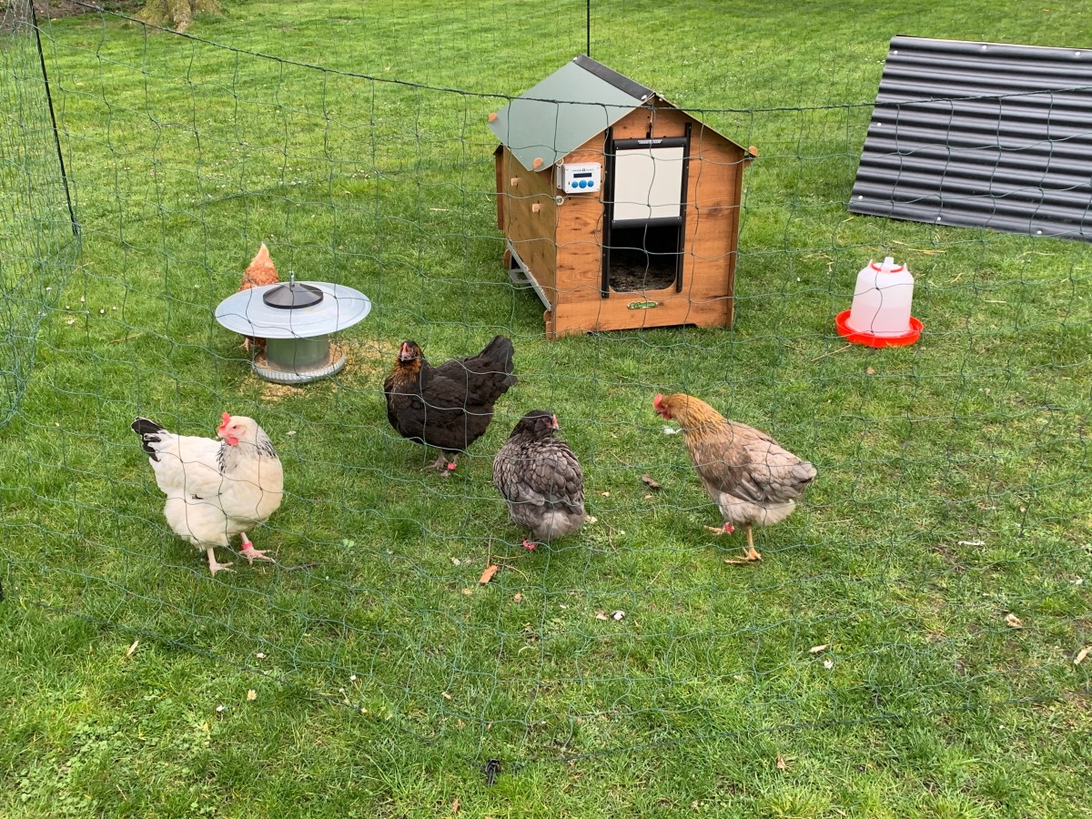 Auf das Huhn&nbsp;gekommen