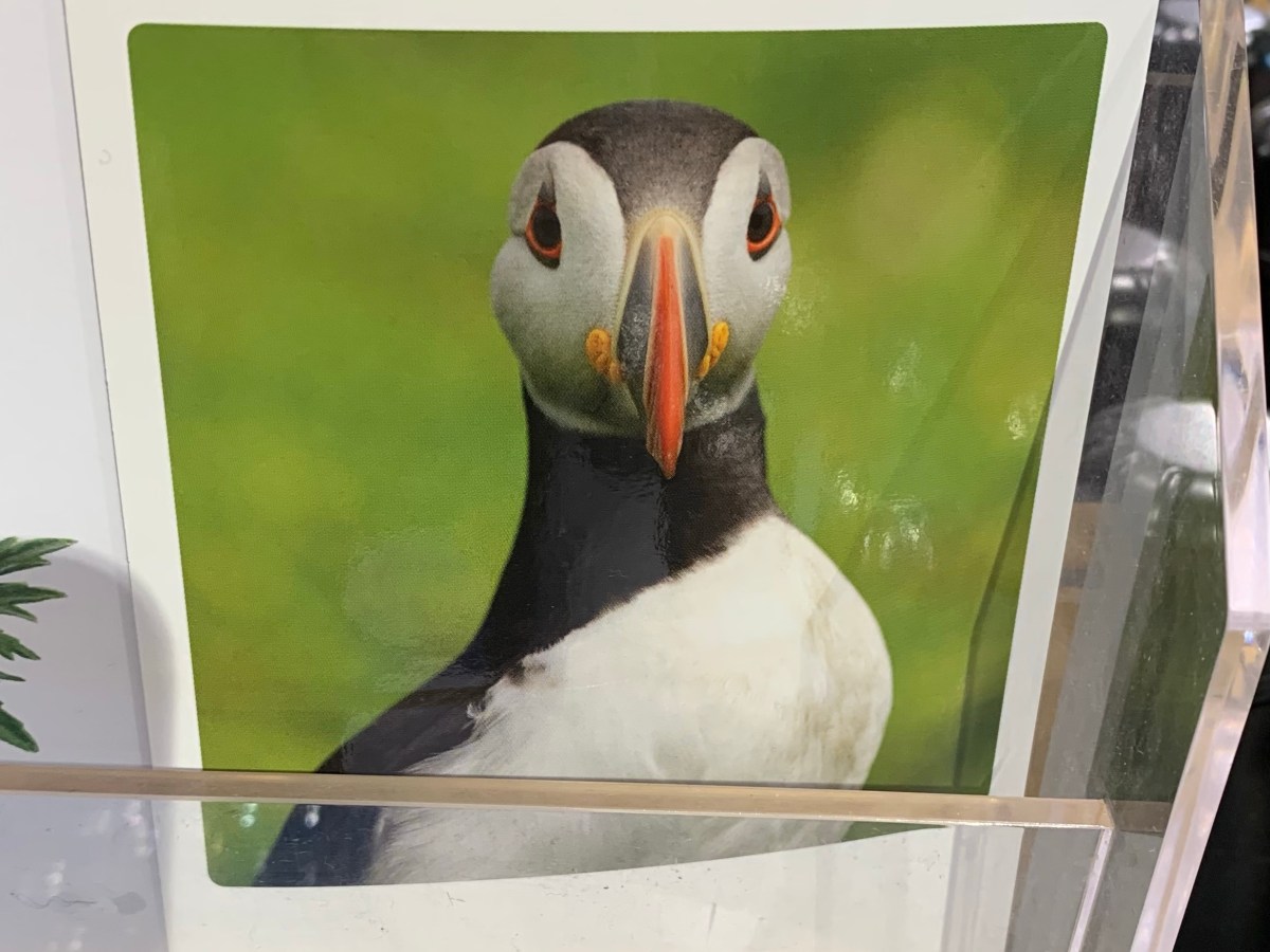 Auf Puffin-Suche