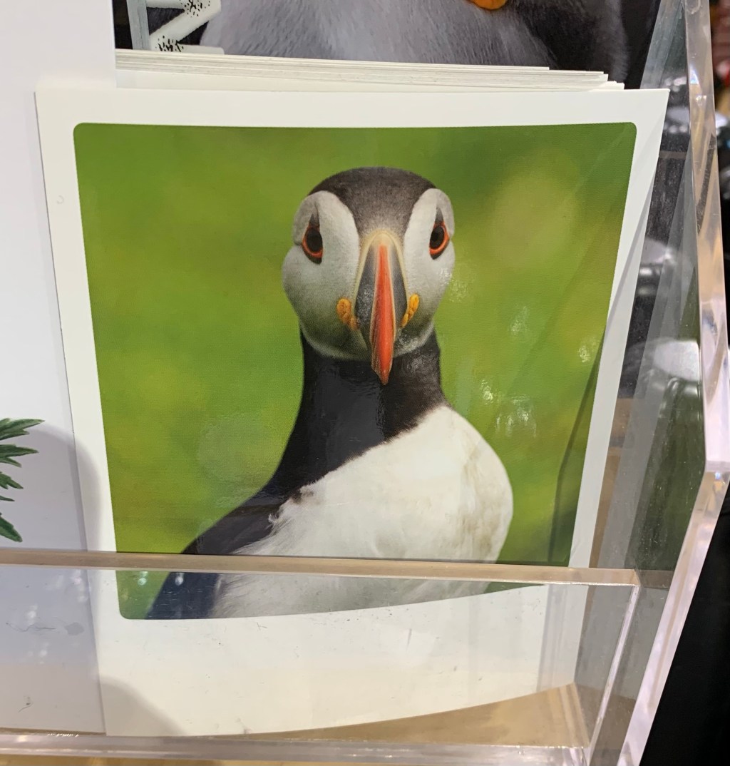 Auf Puffin-Suche