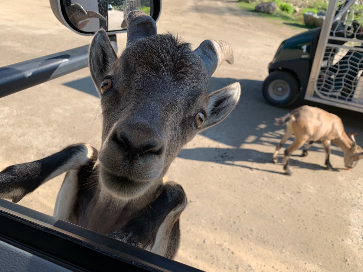 Kanadische Safari
